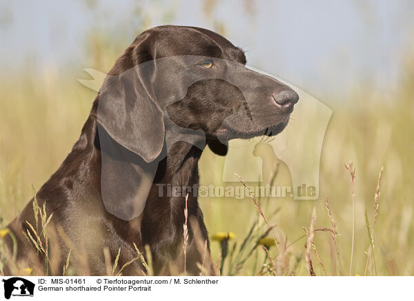 German shorthaired Pointer Portrait / MIS-01461