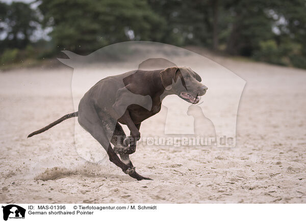 German shorthaired Pointer / MAS-01396
