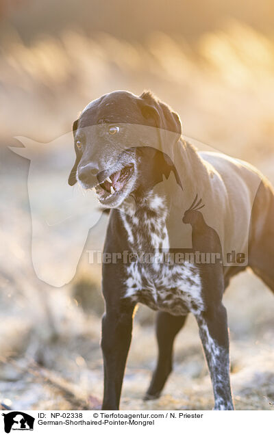 alter Deutsch Kurzhaar Rde / German-Shorthaired-Pointer-Mongrel / NP-02338