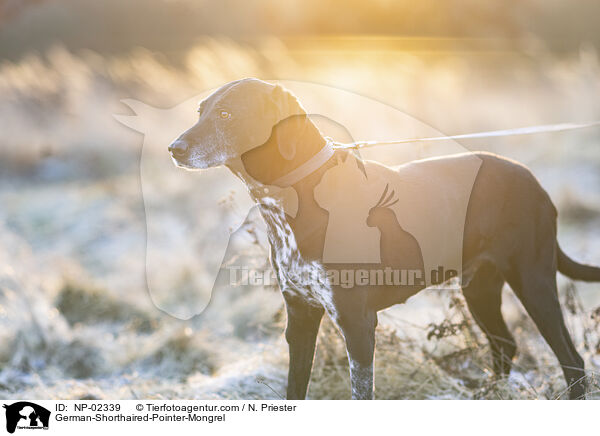 alter Deutsch Kurzhaar Rde / German-Shorthaired-Pointer-Mongrel / NP-02339