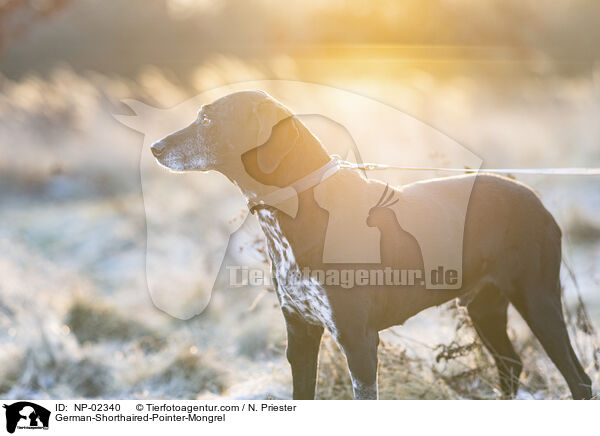 alter Deutsch Kurzhaar Rde / German-Shorthaired-Pointer-Mongrel / NP-02340