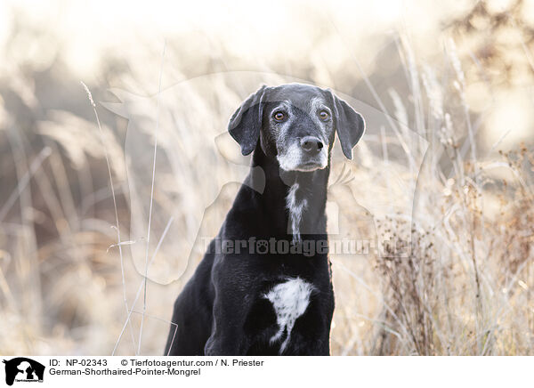 alter Deutsch Kurzhaar Rde / German-Shorthaired-Pointer-Mongrel / NP-02343