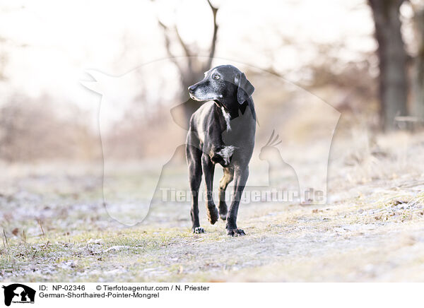 German-Shorthaired-Pointer-Mongrel / NP-02346