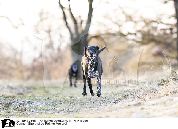 German-Shorthaired-Pointer-Mongrel / NP-02348