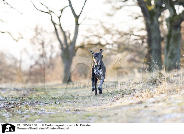 alter Deutsch Kurzhaar Rde / German-Shorthaired-Pointer-Mongrel / NP-02350