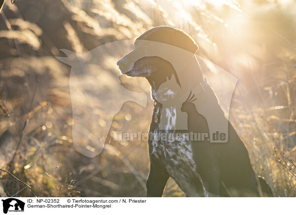 alter Deutsch Kurzhaar Rde / German-Shorthaired-Pointer-Mongrel / NP-02352