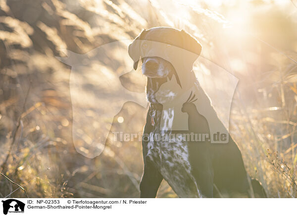 alter Deutsch Kurzhaar Rde / German-Shorthaired-Pointer-Mongrel / NP-02353