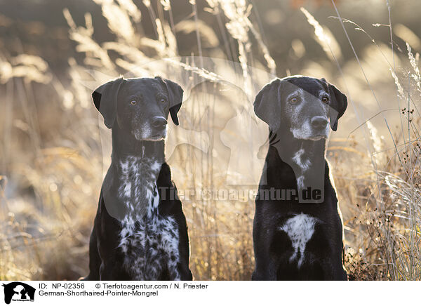 German-Shorthaired-Pointer-Mongrel / NP-02356