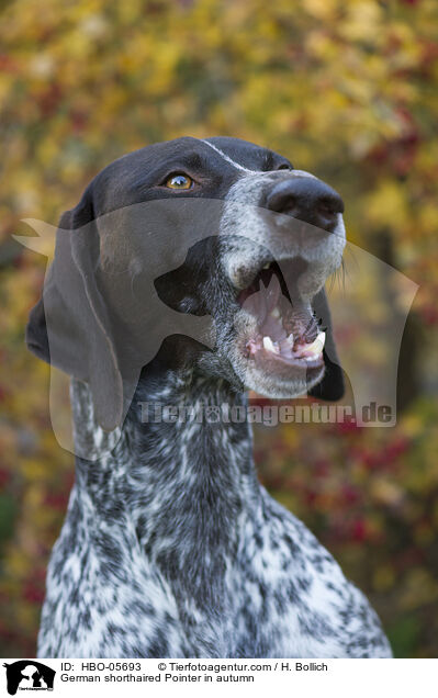 Deutsch Kurzhaar im Herbst / German shorthaired Pointer in autumn / HBO-05693