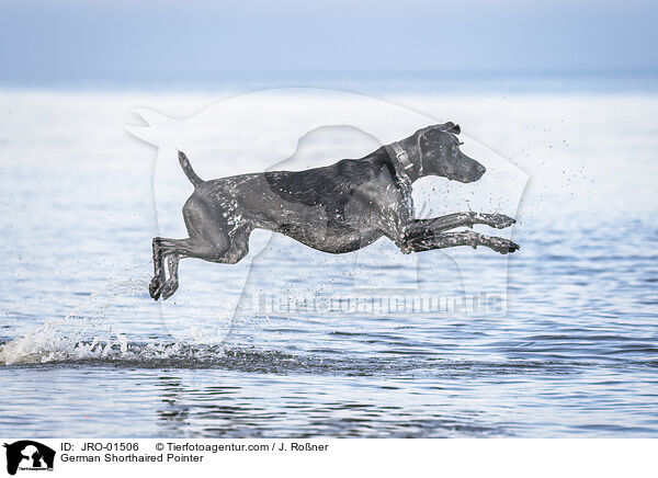 German Shorthaired Pointer / JRO-01506