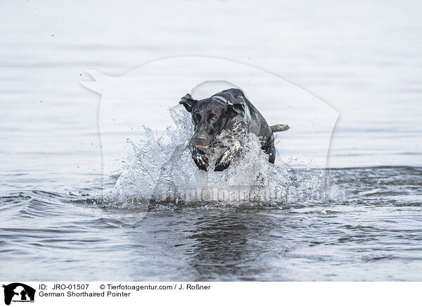 German Shorthaired Pointer / JRO-01507