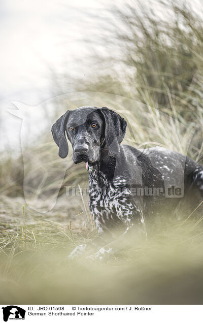 German Shorthaired Pointer / JRO-01508