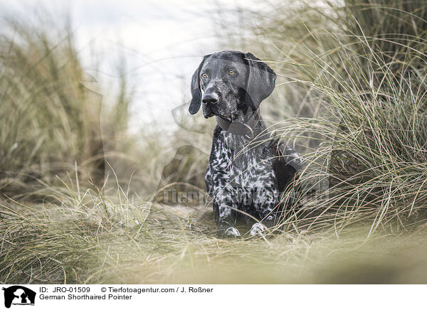 German Shorthaired Pointer / JRO-01509