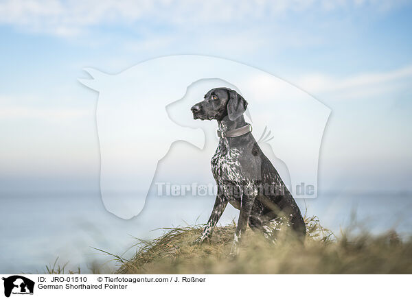 German Shorthaired Pointer / JRO-01510