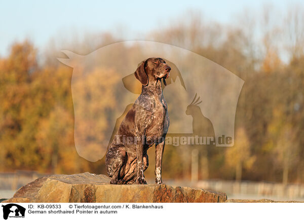 German shorthaired Pointer in autumn / KB-09533