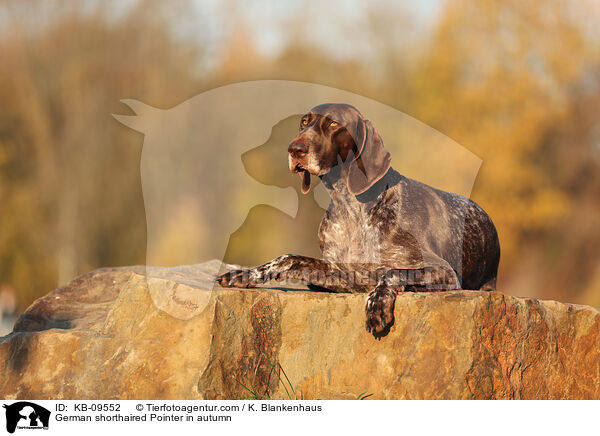 German shorthaired Pointer in autumn / KB-09552