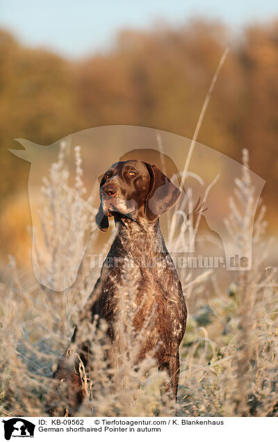 Deutsch Kurzhaar im Herbst / German shorthaired Pointer in autumn / KB-09562