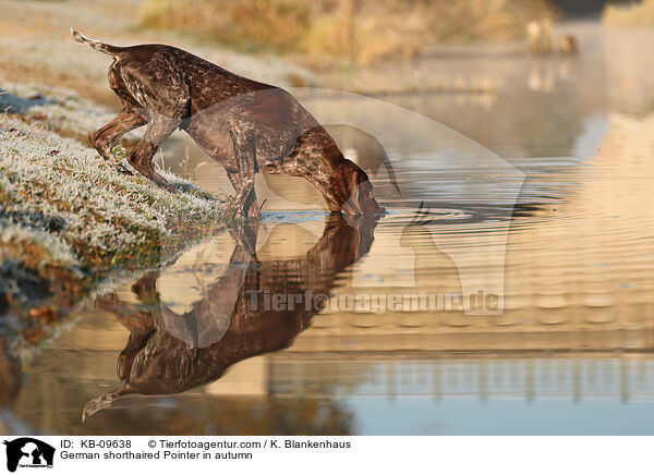 German shorthaired Pointer in autumn / KB-09638