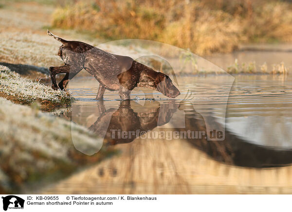 German shorthaired Pointer in autumn / KB-09655