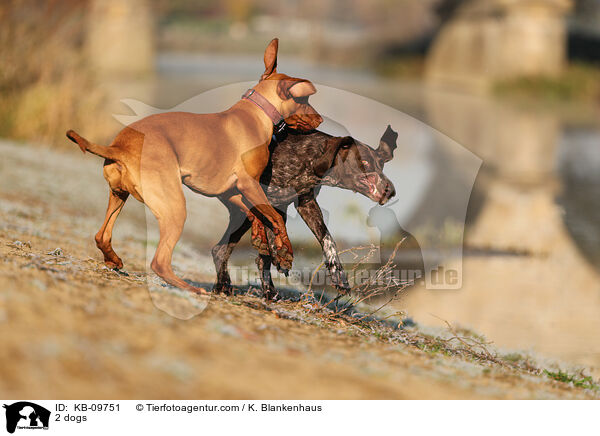 2 dogs / KB-09751