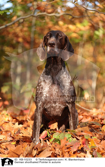 German shorthaired Pointer in autumn / KB-10233