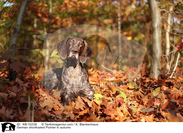 German shorthaired Pointer in autumn / KB-10238