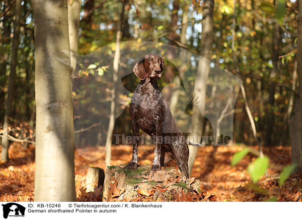 German shorthaired Pointer in autumn / KB-10246