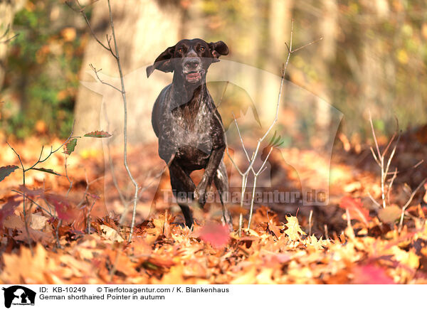 German shorthaired Pointer in autumn / KB-10249