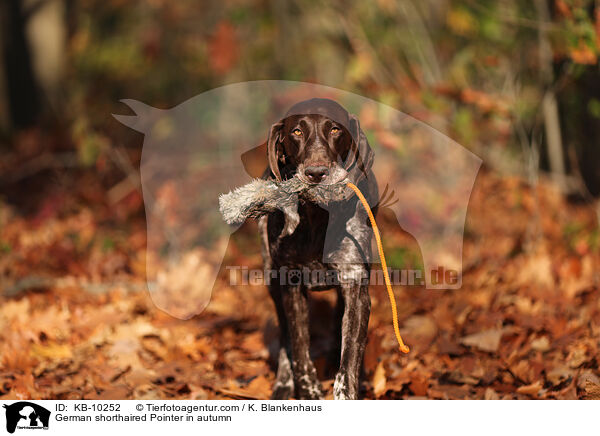 German shorthaired Pointer in autumn / KB-10252