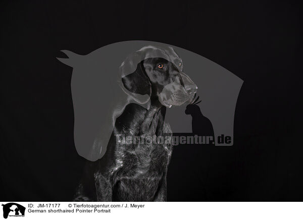 German shorthaired Pointer Portrait / JM-17177