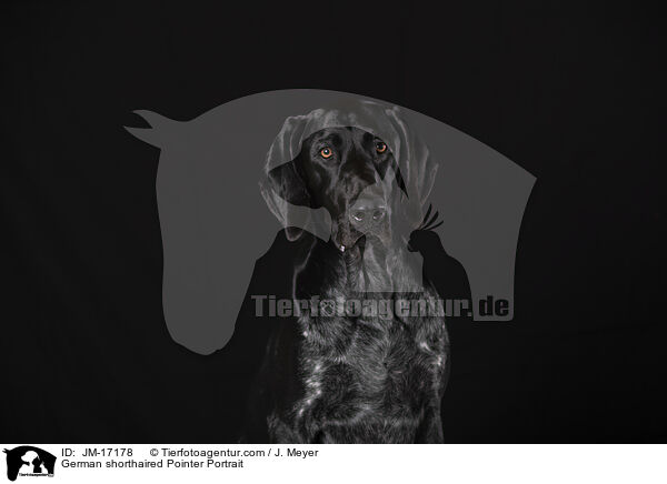 German shorthaired Pointer Portrait / JM-17178