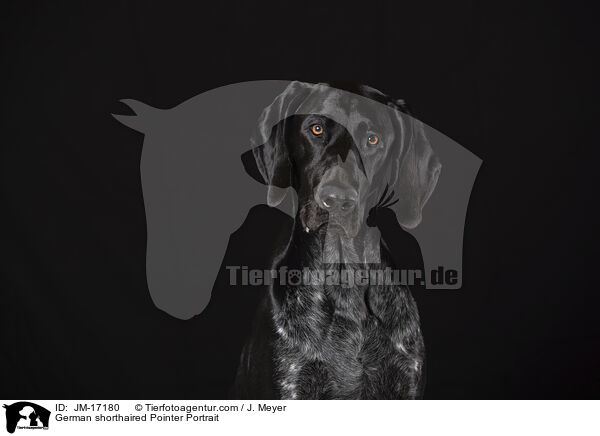 German shorthaired Pointer Portrait / JM-17180