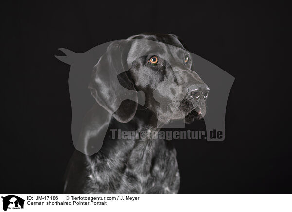 German shorthaired Pointer Portrait / JM-17186