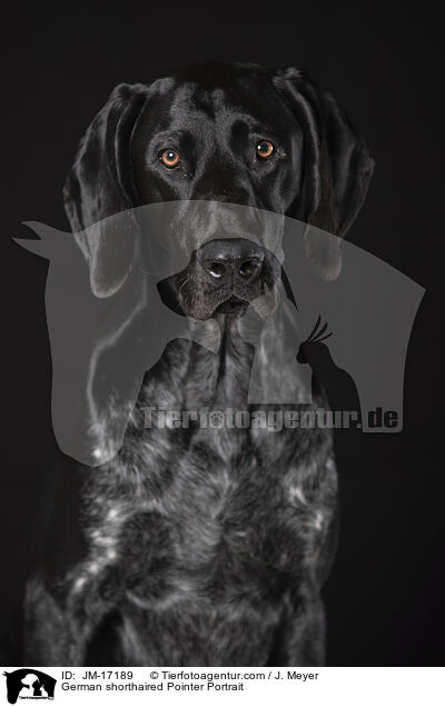 German shorthaired Pointer Portrait / JM-17189