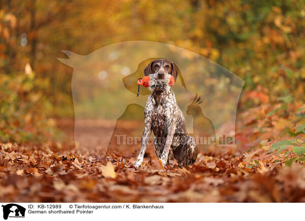 Deutsch Kurzhaar / German shorthaired Pointer / KB-12989