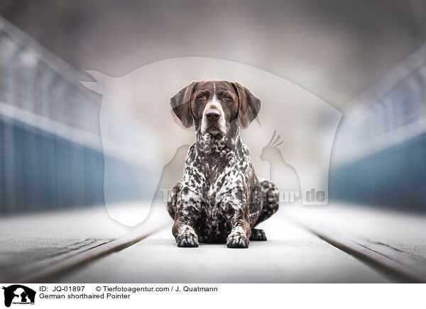 German shorthaired Pointer / JQ-01897