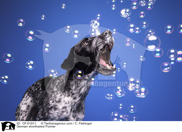 German shorthaired Pointer / CF-01911