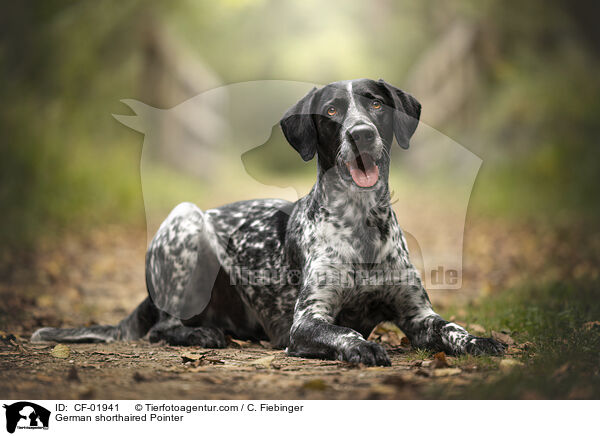German shorthaired Pointer / CF-01941