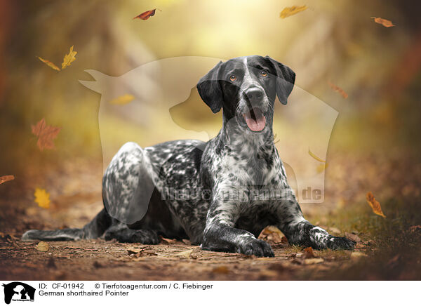 German shorthaired Pointer / CF-01942