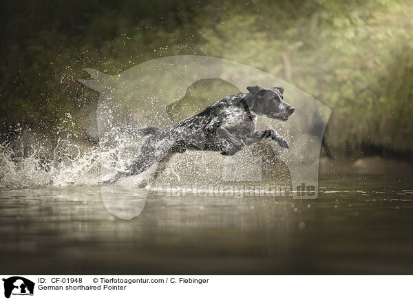German shorthaired Pointer / CF-01948