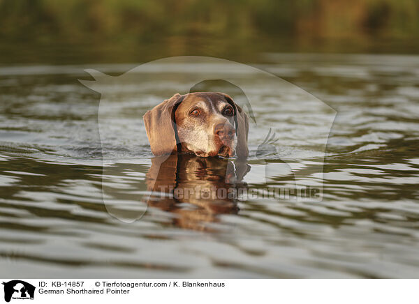 German Shorthaired Pointer / KB-14857