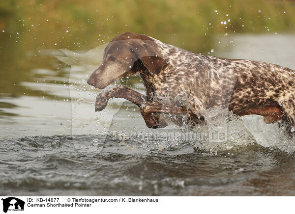 German Shorthaired Pointer / KB-14877