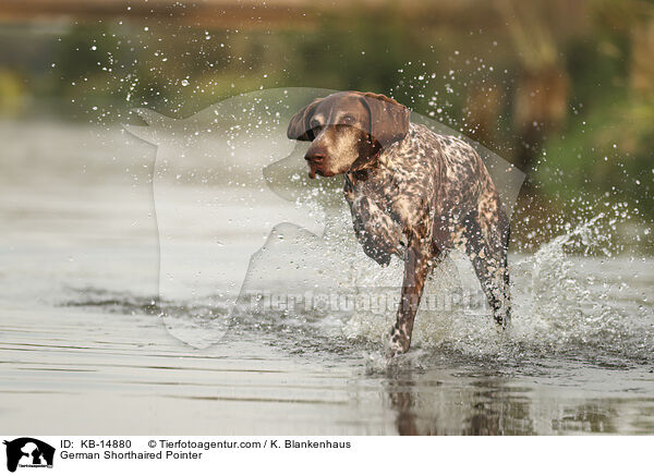 German Shorthaired Pointer / KB-14880
