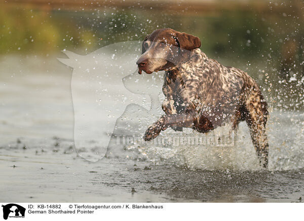 Deutsch Kurzhaar / German Shorthaired Pointer / KB-14882