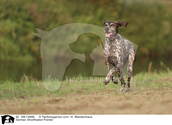 Deutsch Kurzhaar / German Shorthaired Pointer / KB-14886