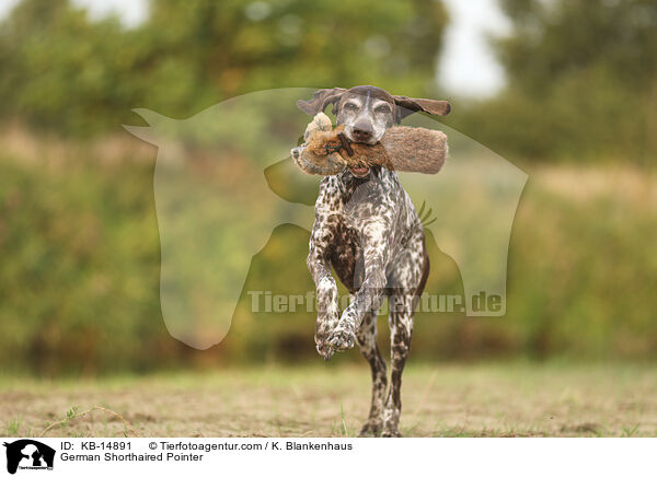 Deutsch Kurzhaar / German Shorthaired Pointer / KB-14891