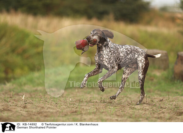 German Shorthaired Pointer / KB-14892