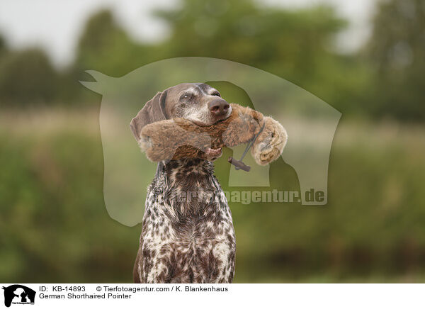 German Shorthaired Pointer / KB-14893