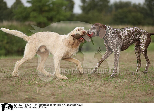 Deutsch Kurzhaar / German Shorthaired Pointer / KB-15827