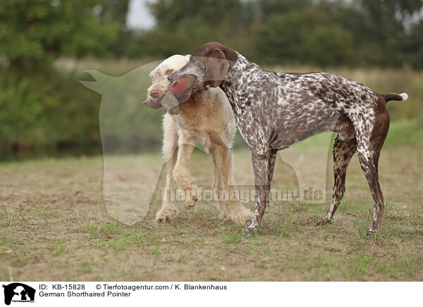German Shorthaired Pointer / KB-15828